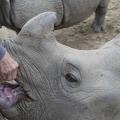 321-0453 Safari Park - Black Rhinos